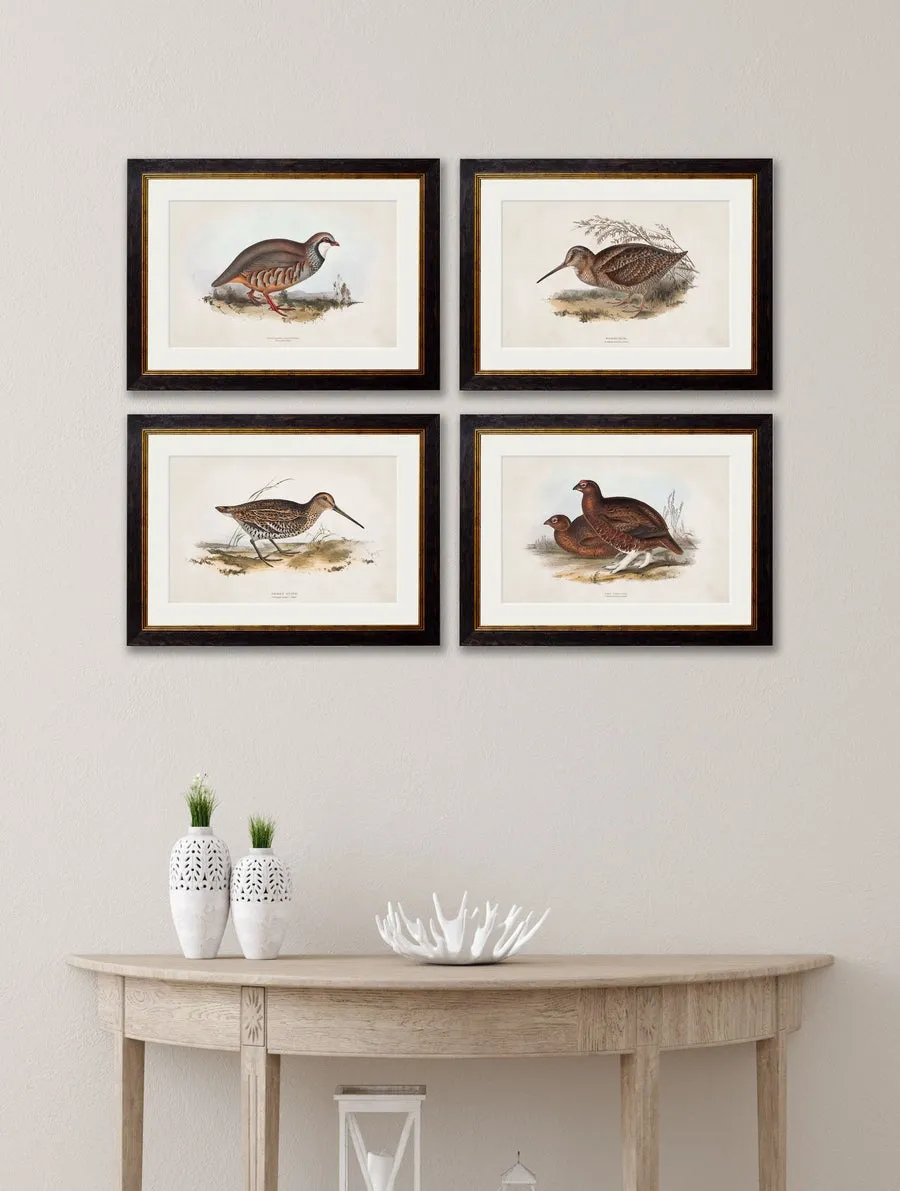 British Game Birds – Oxford Slim Framed Print