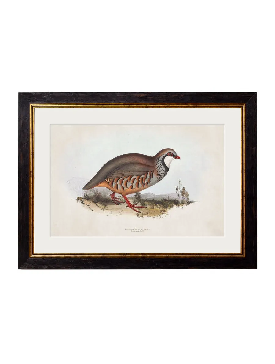 British Game Birds – Oxford Slim Framed Print