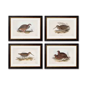 British Game Birds – Oxford Slim Framed Print