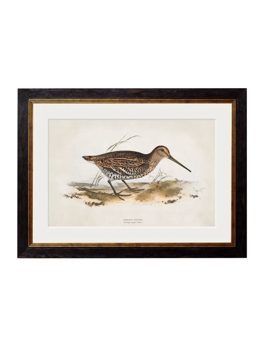 British Game Birds – Oxford Slim Framed Print