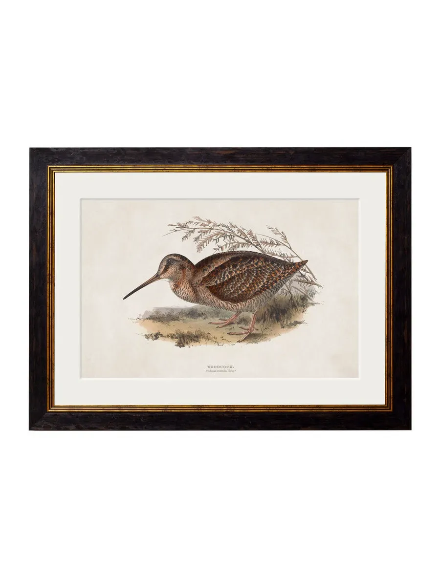 British Game Birds – Oxford Slim Framed Print