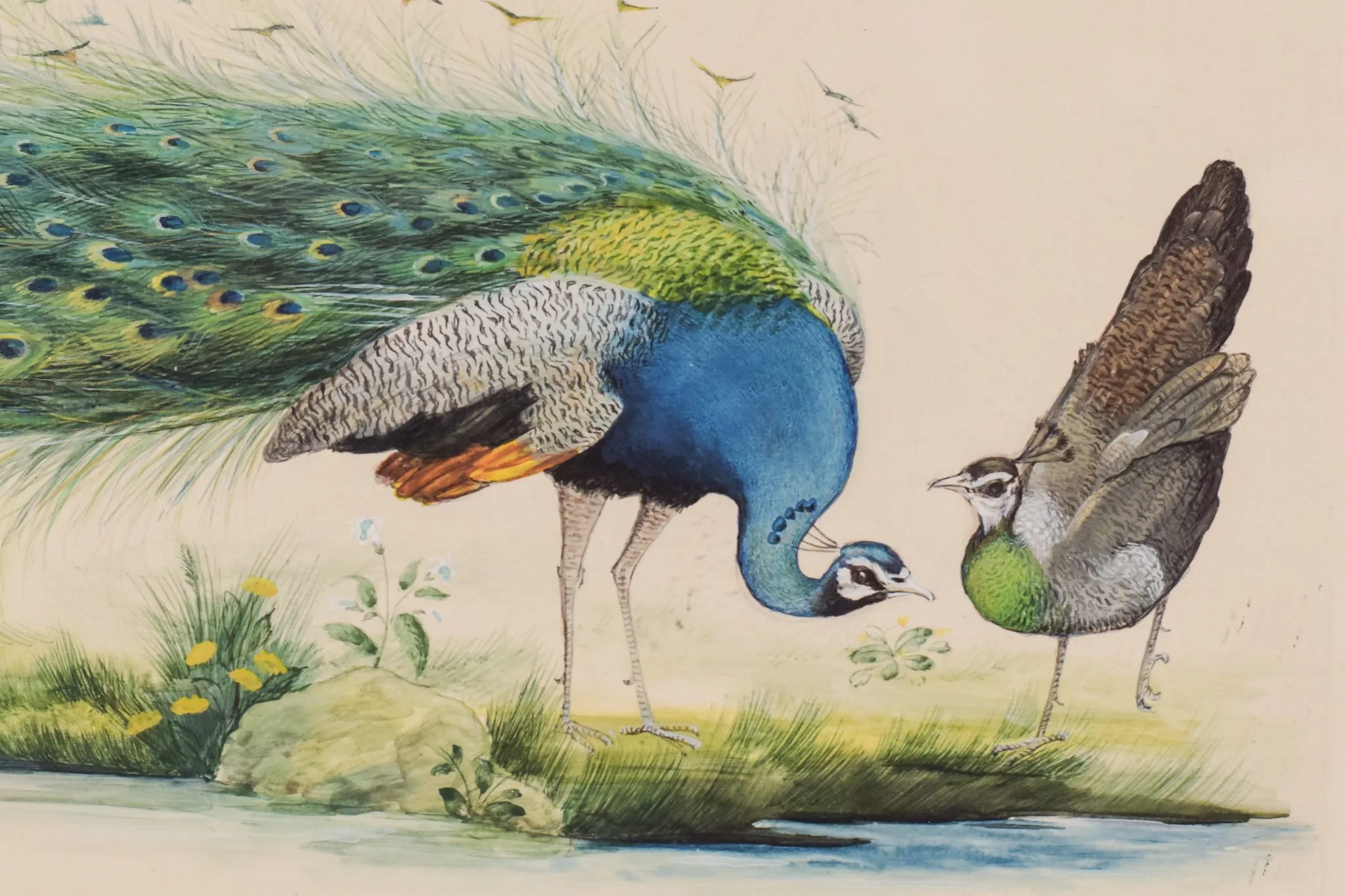 Pair of Peacocks - Goauche