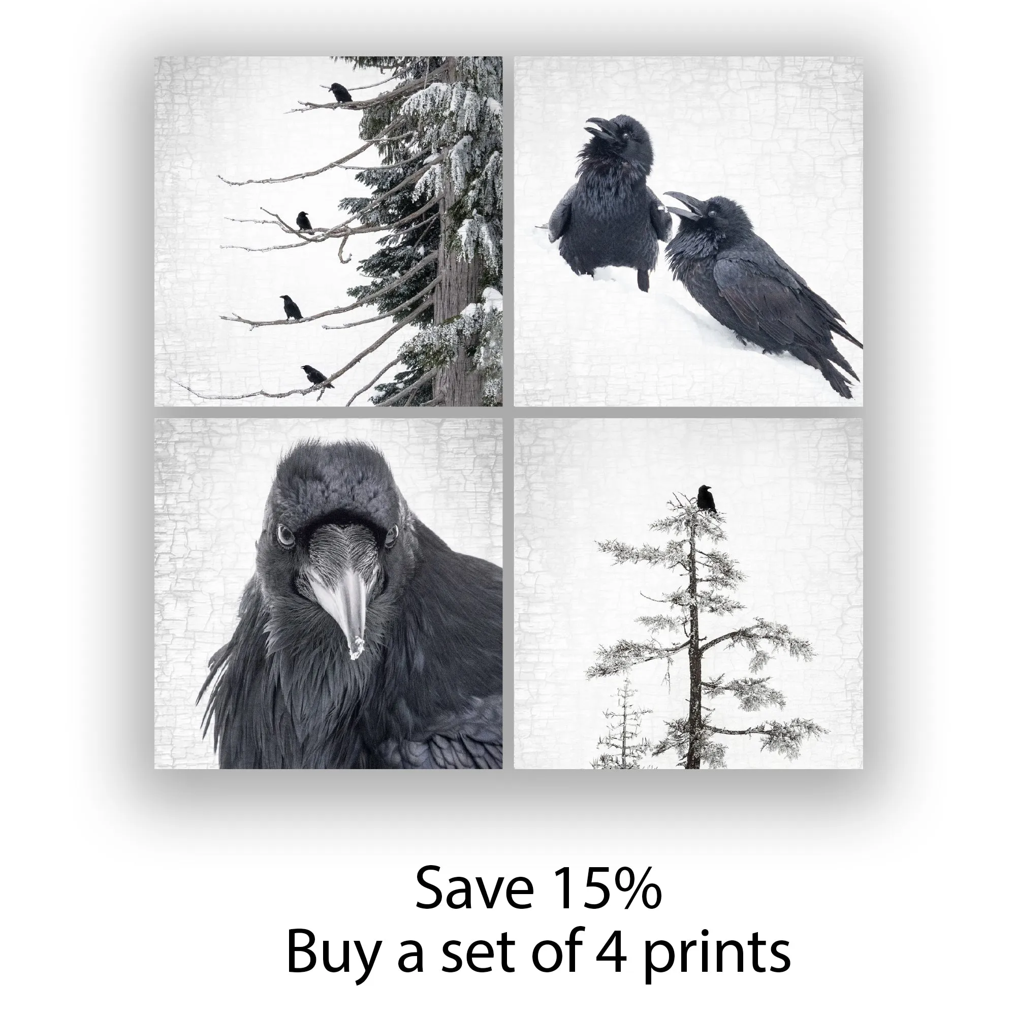 RAVEN AND CROW - Fine Art Print, Raven Portrait Series