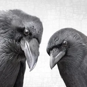 RAVEN AND CROW - Fine Art Print, Raven Portrait Series